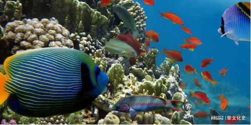 这不是好消息 科学家发现海洋生物逃离赤道,这是大灭绝的信号
