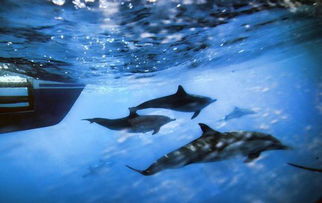 环保组织称70年代以来全球海洋生物减少近半