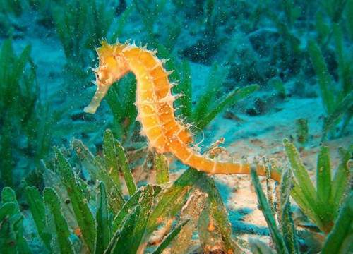 美丽的海洋生物之海马图片欣赏