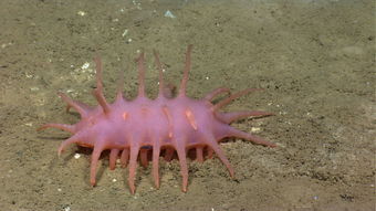 从没见过的海洋生物