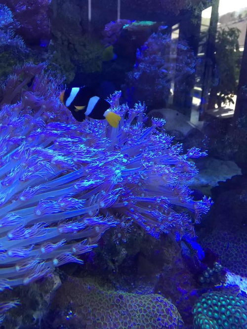 鱼和海洋生物的融合