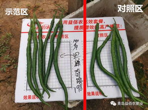 中国农产品品质提升大行动 海洋生物刺激素 奇能198 辣椒篇