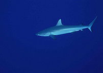 海洋生物深海动物海鱼水产水底风景图片素材 模板下载 1.14mb 其他大全 标志丨符号
