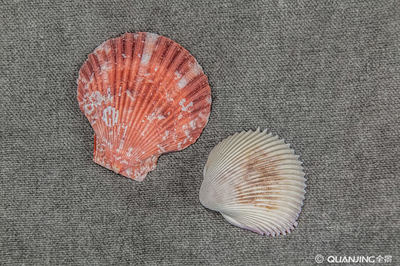 海洋生物软体动物门花蚶水产品