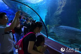 与海洋生物 对话 亲子乐游东湖海洋世界学习科普知识