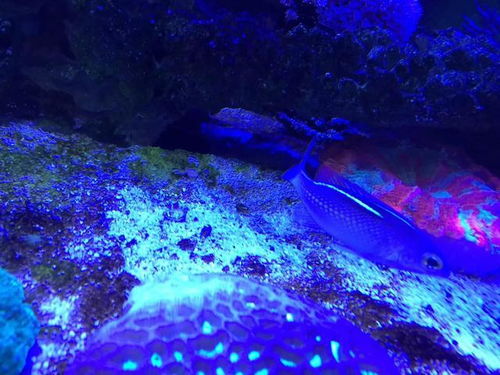 鱼和海洋生物的融合