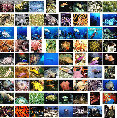 海洋生物大全