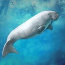 海洋生物