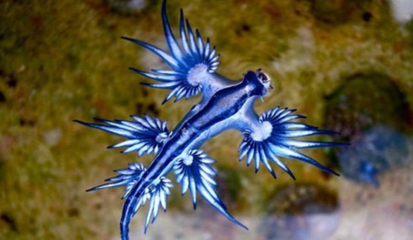 海滩惊现蓝色海蛞蝓 海滩惊现人形生物