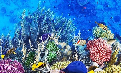 大海生物图片素材
