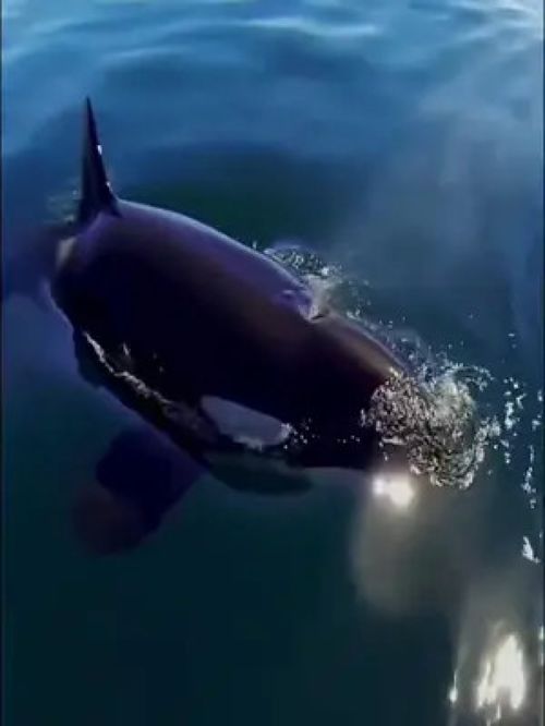 海洋生物 虎鲸
