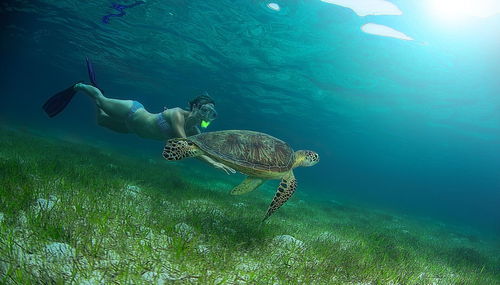 可爱的海洋生物 国外摄影师拍摄海龟照片