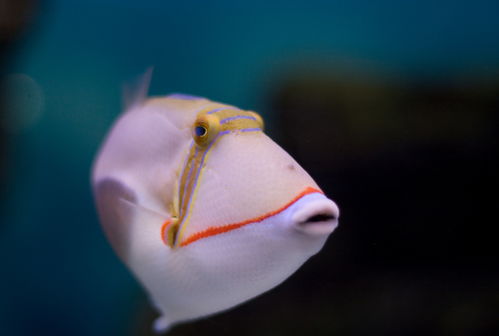 海底生物高清图片素材 摄影图 下载至来源处