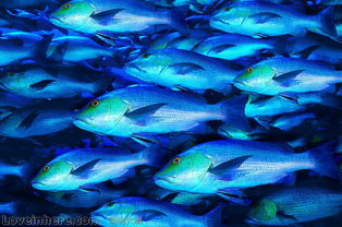 海洋生物图库