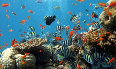世界上最大的水族馆,为保护海洋生物,游客进入需要严格的安检!_乔治亚