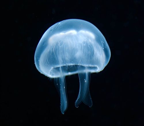 海洋里的水母动物高清图片